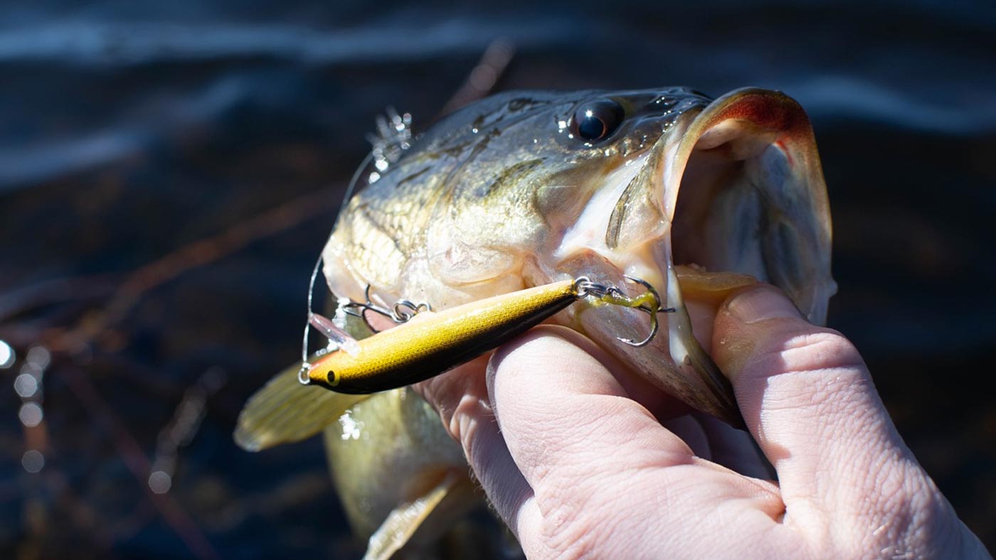 bass fishing lure types